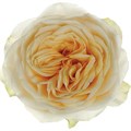 Роза-Rosa-Butter Cup-40cm-RS 6dcf519f-928d-11ed-0a80-0f5600160d03