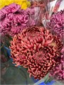 Хризантема Бигуди Red (Краснодар)// 6dd6dfde-5463-11ed-0a80-0b8a0012ba2d
