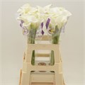 Калла-Calla-White Art-60cm 6e08501f-bfa4-11ec-0a80-0b4c0006f0b7