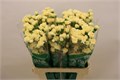 Гвоздика куст-Dianthus Tr- Creme Intermez-60cm 00a50b54-bfa4-11ec-0a80-0b4c000689de