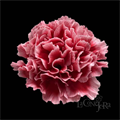 Гвоздика SE-Dianthus SE-Cheerio-FC 6e19244a-a2f7-11ed-0a80-03ce002b1e91