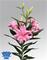 Лилия-Lilium-Or Du Diantha-95cm 6e33fe07-b478-11ed-0a80-06cd000ca661