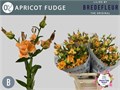Лилия-Lilium-La Apricot Fudge--80cm 6e3be928-1daf-11ef-0a80-0b0a0011aef1
