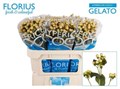 Хиперикум-Hypericum-Coco Gelato-70cm 6e3c1814-b478-11ed-0a80-06cd000ca664