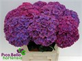 Гортензия-Hydrangea-M Amber-80cm 6e3dd5e7-1406-11ee-0a80-01b60020ed1d