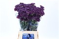 Гвоздика ст-Dianthus st-Cobalt Thrill-70cm 0bfe44a5-bfa4-11ec-0a80-0b4c00069371