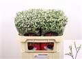 Лимониум-Limonium-Sin China White-70cm-20gr 6e51265a-b478-11ed-0a80-06cd000ca66a