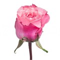 Роза-Rosa-Art Deco-50cm-CN 6e6762ec-577f-11ee-0a80-105d00054087