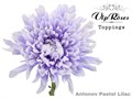Хризантема одн-Chrysant Gr-Antonov Pastel Lilac-65cm-120gr 0c051c48-bfa6-11ec-0a80-0b4c00086e18