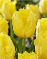 Тюльпан-Tulip-Fr Sun Frillzz-40cm-34gr 6e707921-b478-11ed-0a80-06cd000ca670
