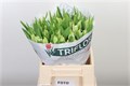 Тюльпан-Tulip-Pa Cabanna-37cm-34gr 6e82b433-b478-11ed-0a80-06cd000ca673