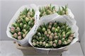 Тюльпан-Tulip-Du Double Price-37cm-35gr 6e8d0e3f-b478-11ed-0a80-06cd000ca676