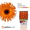 Гербера-Gerbera-Pasta Bolognese Diamond--50cm 6e90ffdf-86e3-11ee-0a80-13d700286882