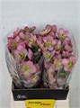 Хеллеборус-Helleborus-Frk Pippas Purp--45cm 0c0e6a47-204e-11f0-0a80-0f6c0012f8b6