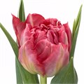 Тюльпан-Tulip-Du Flash Point-35cm-34gr 6eae94d9-b478-11ed-0a80-06cd000ca67c