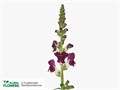 Антирринум-Antirrhinum-Red Delilah-80cm 6eb0fb22-7363-11ee-0a80-130d0018458e