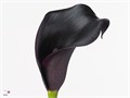 Калла-Zantedechia-Cantor-60cm 6eb2e468-bfa4-11ec-0a80-0b4c0006f168