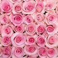 Роза куст-Rosa sp-Passion in Pink-60cm-CN 6ebb3535-d591-11ef-0a80-03bf00181bdc