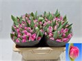 Тюльпан-Tulip-Du Brindisi-38cm-40gr 6ecf0486-b478-11ed-0a80-06cd000ca685