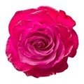 Роза-Rosa-Pink Dazzle-40cm-CN 6edebd54-8c87-11ef-0a80-00ad001421aa