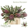 Банксия-Banksia- Menziesii-40cm 0c23a82b-0376-11ed-0a80-0636003af610