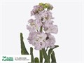 Маттиола-Matthiola-Iron Cherry Bl-70cm 6eeb93e0-7363-11ee-0a80-130d00184591