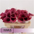 Калла-Zantedechia-Capt Promise-80cm 6eef7d2a-bfa4-11ec-0a80-0b4c0006f1b7
