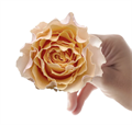 Роза-Rosa-Campanella Peach-60cm-AG 6ef3d140-bfa9-11ec-0a80-0b4c000bc665