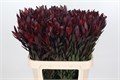 Леукадендрон-Leucadendron-Saf Sunset Dark R.-80cm 6efa5aff-8f38-11ed-0a80-00400114c4fa