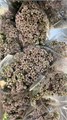 Ваксфлауэр-Chamelacium-Un Jupite Moon-70cm-80gr 6eff51b4-bfa3-11ec-0a80-0b4c0005f134
