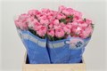 Ранункулус-Ranunculus-Su Blush-40cm 6f00e985-7363-11ee-0a80-130d00184594