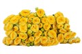 Роза куст-Rosa sp-Sunny Trendsetter-50cm--Si 0c2656eb-673a-11ed-0a80-09860010bc36