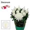 Хризантема одн-Chrysant Gr-Gagarin-75cm-85gr 6f090581-b478-11ed-0a80-06cd000ca691