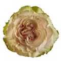 Роза-Rosa-Country Secret-60cm-FE 6f0ded00-bfa9-11ec-0a80-0b4c000bc6bd