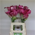 Калла-Zantedechia-Capt Samba-60cm 6f1f2ef9-bfa4-11ec-0a80-0b4c0006f1e4
