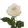 Роза-Rosa-Candlelight-60cm-VS 6f29fed5-17ad-11f0-0a80-0589007c2203