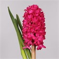 Гиацинт-Hyacinthus-Jan Bos-30cm 6f2d91d0-b478-11ed-0a80-06cd000ca697