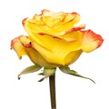 Роза-Rosa-High&Yellow Magic-60cm-VS 6f33e168-17ad-11f0-0a80-0589007c220f