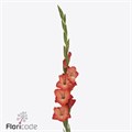 Гладиолус Gr-Gladiolus Gr Stormy-115cm-160gr 6f362fe1-283d-11ed-0a80-0f2f0003131a