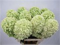 Гортензия-Hydrangea-Pa Mag Candle-65cm 6f41d70f-283d-11ed-0a80-0f2f0003131d