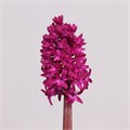 Гиацинт-Hyacinthus-Woodstock-30cm 6f429380-b478-11ed-0a80-06cd000ca69a