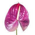 Антуриум-Anthurium-A Roxette-45cm 6f43e1ce-7363-11ee-0a80-130d0018459a
