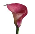 Калла-Zantedechia-Capt Romance-60cm 6f489e69-bfa4-11ec-0a80-0b4c0006f20f