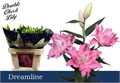 Лилия-Lilium-Or Du Dreamline--85cm 6f568641-e56c-11ef-0a80-00b500116ab1