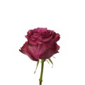 Роза-Rosa-Blueberry-60cm-QA 6f610135-bfa9-11ec-0a80-0b4c000bc75e