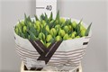 Тюльпан-Tulip-Du Double Trouble-40cm-40gr 6f619615-b478-11ed-0a80-06cd000ca69d