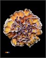 Гвоздика ст-Dianthus st-Cameleon-60cm 6f630147-7363-11ee-0a80-130d001845a1