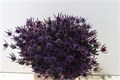 Эрингиум-Eryngium-Red Magic Opgetrokken-60cm 6f6936e4-7363-11ee-0a80-130d001845a6