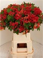 Вибурнум-Viburnum-Op Compactum--70cm 6f69cc60-283d-11ed-0a80-0f2f00031322