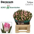 Тюльпан-Tulip-Pa Cabanna-40cm-34gr 6f720986-b478-11ed-0a80-06cd000ca6a0